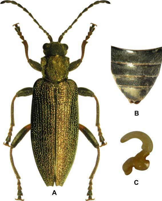 Şekil 3.2. Donacia vulgaris Zschach Dişi A) Genel görünüm B) Abdomen C) Spermateka Scutellum. Üçgen şeklinde; yüzeyi düz, desensiz; ince ve kısa tüylerle kaplıdır.