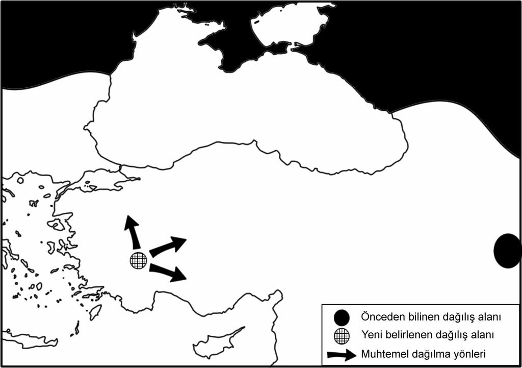 kuvvetlendiren bir başka durum ise böceğin yakalandığı habitata benzer habitatların ve konak bitkisi olarak belirlenen Typha latifolia nın araştırma alanında birçok bölgede bulunması, buna karşın