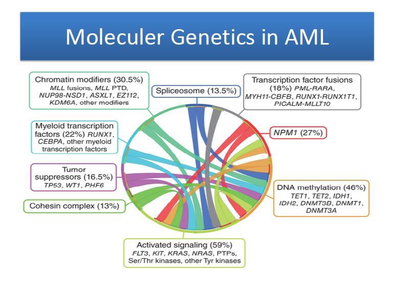 AML de Moleküler Genetik