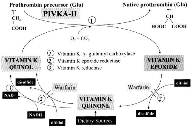 Vitamin K pıhtılaşma olayına etki eder.