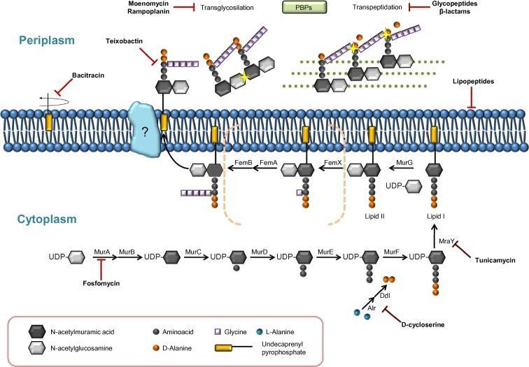 Fosfomisinin Etki Mekanizması Peptidoglikan sentezini,