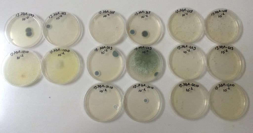 kefir ile beslenen farelerin bağırsak florasında Trichoderma koningii yi inhibe etmediği tespit edilmiştir. GK grubunun fekal florasında Trichoderma koningii inhibe edilmiştir. Şekil 4.