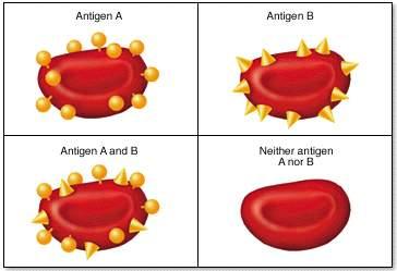Kan Grupları İnsan kırmızı hücre membranları aglutinojenler denilen kan grubu antijenleri içerir.