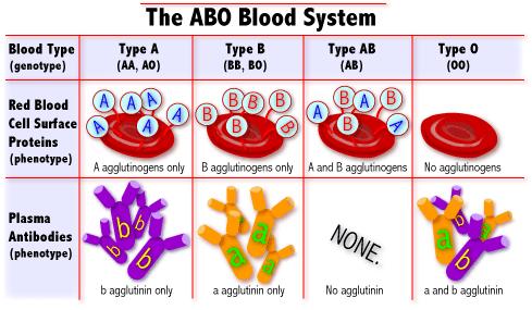 Tip A bireylerde anti B antikorları, tip B bireylerde anti A antikorları, tip O