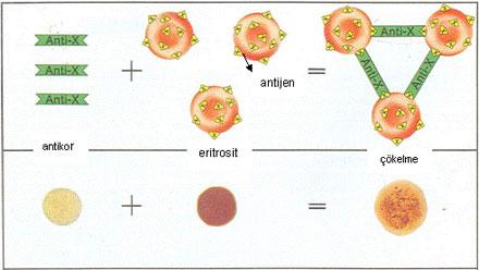 Tip A bireyin plazması tip B hücrelerle karıştığında, anti B antikorları tip B kırmızı hücrelerin