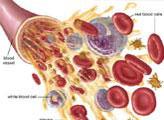 Hem damar sistemi hem de kanın bizzat kendisi kan kaybının önlenmesine yönelik bir dizi koruyucu mekanizmaya