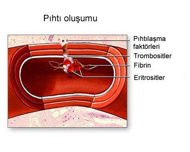İlk olay damarın konstriksiyonu ile trombositlerin kollajene bağlanması ve agrege olmasıyla tetiklenen