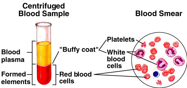 Kan içinde hücresel elemanların süspansiyon halinde