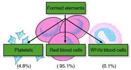 Hücrelerin % 95 inden fazlasını eritrositler oluşturur. Eritrositler kanın oksijen taşıyan hücreleridir.