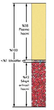 Hematokrit değerine birincil olarak etki eden kan hücreleri, eritrositlerdir.