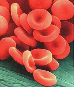 Erkeklerde 1 mm 3 kanda ortalama 5,1-5,8 milyon kan hücresi