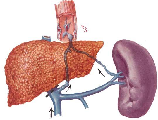 Fetusta, kırmızı hücreler karaciğer ve dalakta da yapılır.