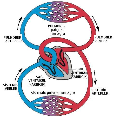 Dolaşım Sistemi Kan, kalp tarafından kapalı bir damar sistemi içine pompalanır.