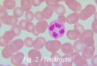Nötrofiller Pek çoğu nötrofilik granül içerir ve nötrofiller