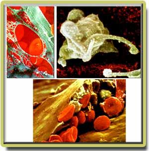 Trombositler Damar hasarının bulunduğu bölgelerde agrege olan renksiz, küçük, granüllü hücrelerdir.