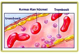 Trombositler hemostazın sağlanmasında önemlidirler.