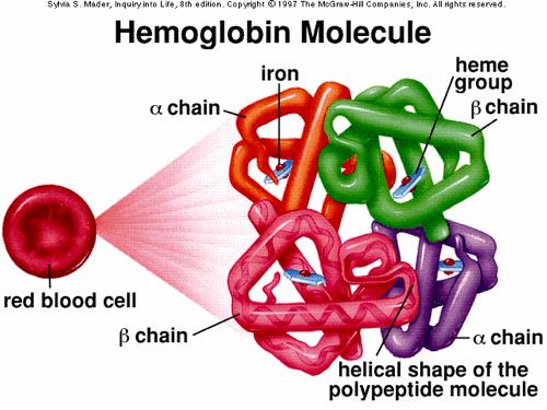 Eritrositler Her biri yaklaşık 29 pg hemoglobin içerir.