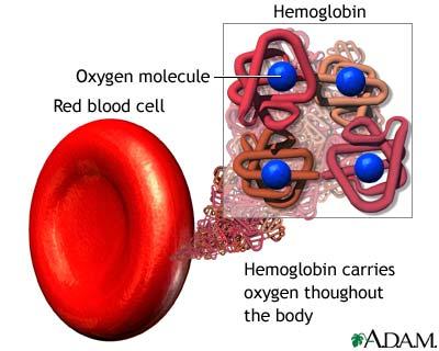 Eritrositler Eritrositler hemoglobin denilen ve eritrosit ağırlığının üçte