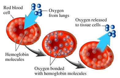 Eritrositler Oksijenin yaklaşık % 99 u hemoglobin ile taşınır.