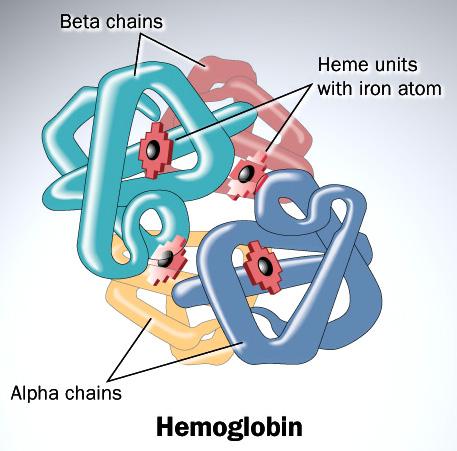 Hemoglobin HemoglobinA α 2 β 2 Polipeptidler hemoglobinin globin bölümünü oluştururlar.