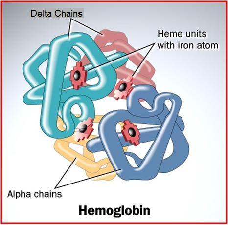 Hemoglobin Normal erişkin kanında bulunan hemoglobinin % 2.5 kadarı Hemoglobin A 2 dir.