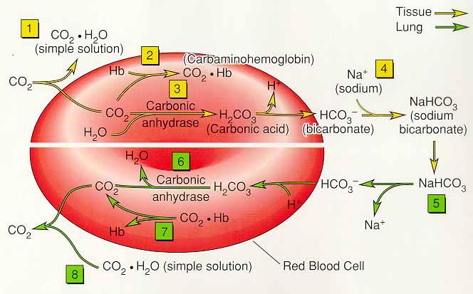 Oksihemoglobin bağladığı 4 adet O 2 molekülünden bir veya daha fazlasını kaybederse, o zaman deoksihemoglobin adını alır.