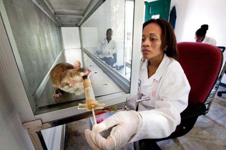 Giant Rats Trained to Sniff Out Tuberculosis in A Known for detecting land mines, the