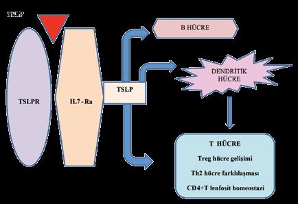 Görgülü B, Bavbek S. Şekil 2. Timik stromal lenfopoietin reseptörü (TSLPR) ve IL-7Ra altbiriminden oluşan yüksek afiniteli reseptör kompleksi ve bu kompleks üzerinden TSLP nin fonksiyonları.