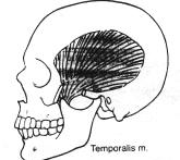 Resim 3. Temporal kas (Okeson). Temporal kas, mandibulanın dengesinin sağlanmasında masseter kasa göre daha etkilidir ancak masseter kas daha fazla kapama gücüne sahiptir.