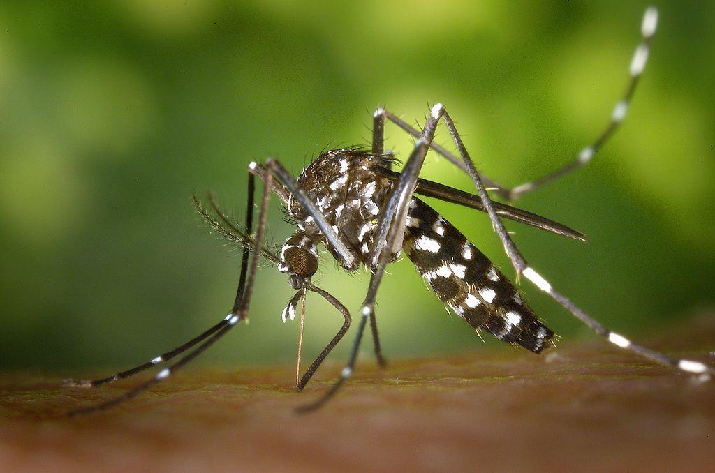 Asya kaplan sivrisineği (Aedes albopictus) Sarı humma Deng humması Dünyaya yayılışı: 1979 Arnavutluk 1985