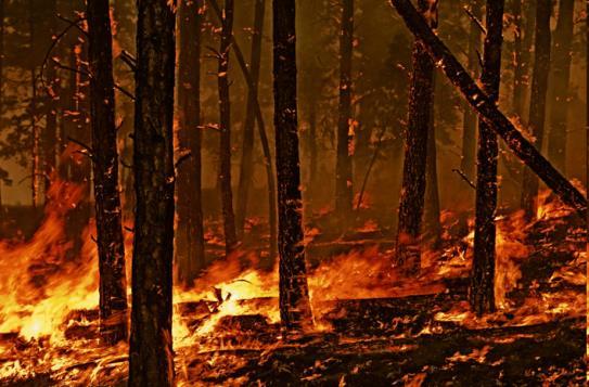 Yangın rejimlerinde beklenen değişiklikler Günümüzde: - Yangın sıklığında artış - Büyük yangınların sayısında artış Gelecekte beklenen: Tepe yangınlarının görüldüğü ekosistemlerde