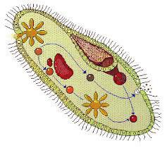 Ölçme, Değerlendirme ve Sınav Hizmetleri Genel Müdürlüğü 9. Kaz 22 ti es avrama ım K T an SINIF Protista - Fungi 1.