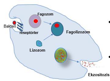 Fagositoz Kemotaktik madde Hücreye yapışma Çukurlaşma Protoplazma akımı Fagozom Lizozomun