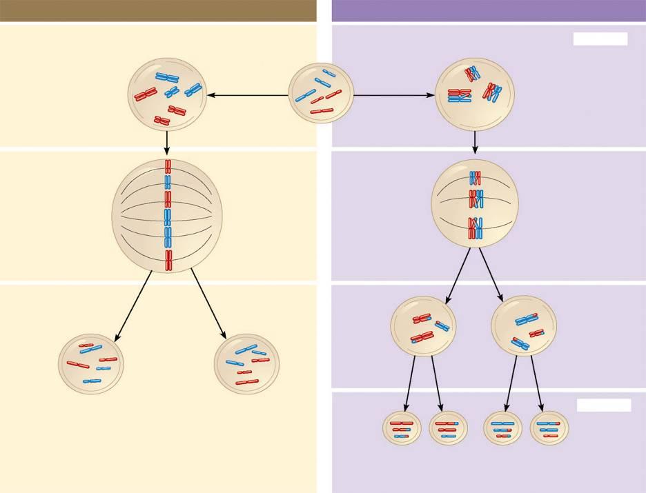 MITOSIS MEIOSIS Parent cell (before chromosome replication) Chiasma (site of crossing over) MEIOSIS I Prophase Duplicated chromosome (two sister chromatids) Chromosome replication 2n = 6 Chromosome