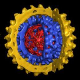 HBV Hepadnaviridae ailesininin protipi Bilinen hayvan virüsleri arasında en küçük genom 3200 nt İnsanda infeksiyon