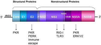 NS5B RNA ya bağımlı RNA polimeraz HCV replikasyon kompleksi için gerekli Yapısı