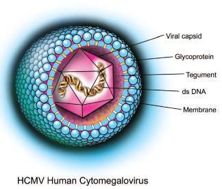 Sitomegalovirüs (Cytomegalovirus,CMV) İlk kez tükrük bezlerinden izole edilmiş bir virüs Sadece insanlar için patojen ß-herpes virüs ailesinden, insan