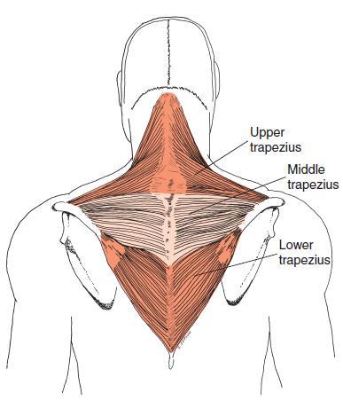 8 Orta trapezius, 1-5. torakal vertebraların spinöz çıkıntısından başlar; dış yana doğru uzanarak akromion ve spina skapulanın üst kenarına yapışır.