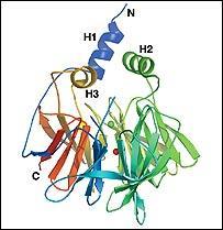 42 2.6. Paraoksonaz İnsan serum PON1 i (EC 3.1.8.1), 43 kda molekül ağırlığında, 354 aminoasitten oluşan bir glikoproteindir (Gan vd 1991). Total ağırlığının %15.