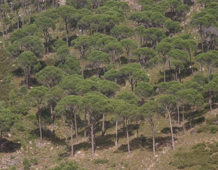 Bu özel yetişme ortamının bir proje kapsamında ele