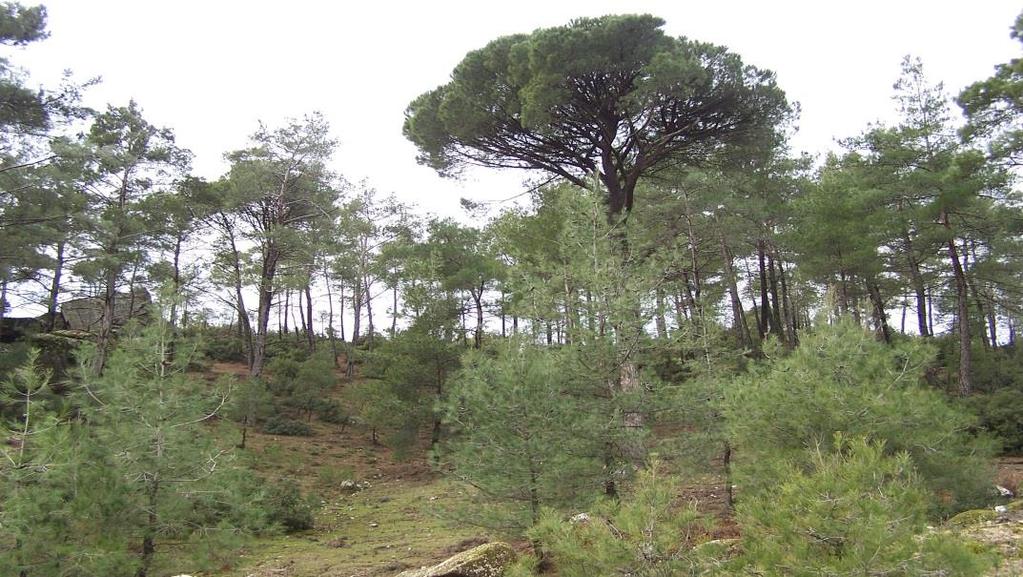 Şekil 4. Milas-Çamlıyurt Köyü Fıstıkçamı Ormanı (Foto: Demiröz, 2013) Şekil 5.