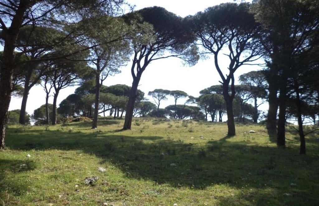 Şekil 20. Milas-Türbe Köyü Deneme Alanı 2 (Demiröz, 2013) Güneydoğu bakıda ve 480 metre yükseltide yer alan 3 nolu deneme alanı (Şekil 21) örnek ağaçlarında ortalama boy göğüs çapı 11.