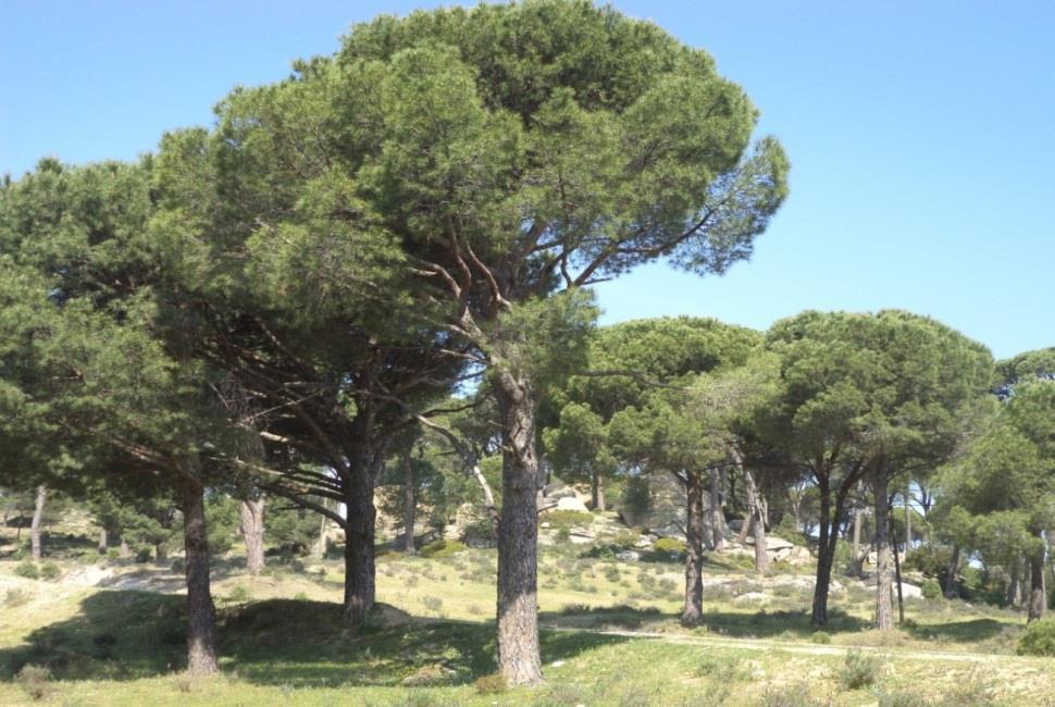 Şekil 21. Milas-Çallı köyü deneme alanı 3 (Demiröz, 2013) 4.2. Kozalak ve Tohum Özellikleri Çalışmaya konu kozalak ve tohum özelliklerine ilişkin değerler aşağıda örnek ağaçlara göre Çizelgeler halinde verilmiştir.