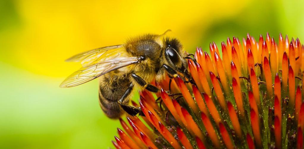 11 Kurumdan Ortak Çağrı: Arıları Yaşatalım! 13.12.2018 Arı ölümlerini durdurmak ve arıları yaşatmak için atılması gereken birçok adım var.