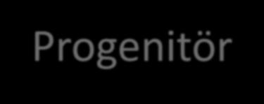 Ortak Myeloid Progenitör Hücre eski adı colony-forming units granulocyte, erythrocyte, monocyte, megakaryocyte (CFU-GEMM) Megakaryosit/eritrosit progenitör