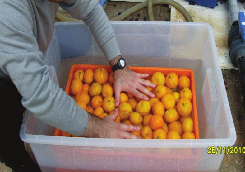 uygulaması yapılmıştır. Su içerisine 3, 5 ve 10 mg/nm 3 su dozunda ozon gazı verilerek, turunçgil meyveleri 3 dakika ozonlu suya daldırılmıştır.