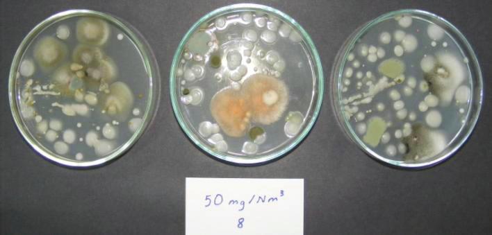 35 Uygulamalardan 1 ay sonra meyvelerde yapılan yüzey yıkaması sonucunda, meyve yüzeyinde en çok maya ve Cladosporium spp. saptanmıştır.