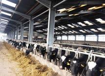 TUTKUM süt yemi kaba yem kalitesine, kullanılan destek konsantre yem miktarına ve hayvanların süt verimine göre 5-11 kg gün/hayvan olarak kullanılır.