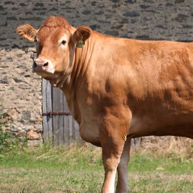 SOYLUM SIĞIR BESİ YEMİ Yoğun olarak tahıl kırma ve ezmelerinin yedirildiği durumlar da hayvanların protein