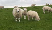 Yedirilme Şekli Gebe Koyunlar doğuma üç hafta kala EZGİM Koyun Süt Yemine yavaş yavaş alıştırılmalıdır.